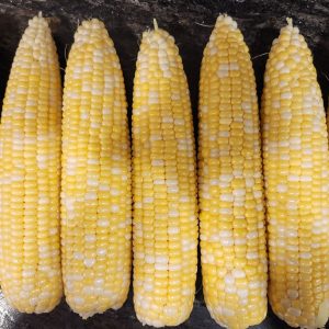 Sweet Corn
